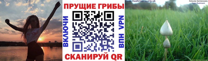 магазин продажи   MEGA ССЫЛКА  нарко площадка формула  Аркадак  Псилоцибиновые грибы Magic Shrooms 
